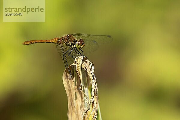 Große Heidelibelle (Sympetrum striolatum)  erwachsenes weibliches Insekt  ruhend auf einer Gartenpflanze  Suffolk  England  Großbritannien  Europa