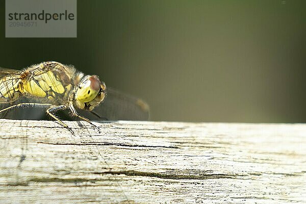 Große Heidelibelle (Sympetrum striolatum)  erwachsenes Insekt  ruhend auf einem Holzstamm  Suffolk  England  Großbritannien  Europa