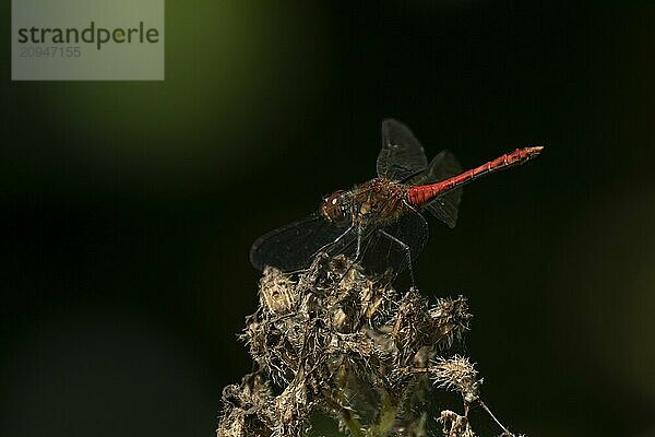 Große Heidelibelle (Sympetrum striolatum)  erwachsenes männliches Insekt  ruhend auf einem Gartenblumenkopf  Suffolk  England  Großbritannien  Europa