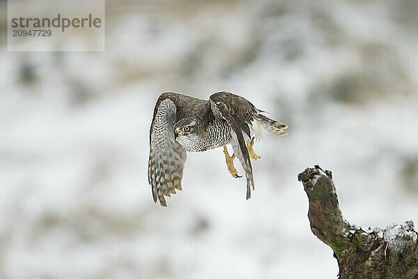 Habicht  Accipiter gentilis  Nördlicher Habicht