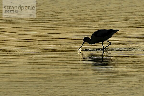 Schwarzkopfiger Säbelschnäbler (Recurvirostra avosetta)  Silhouette eines Altvogels bei der Nahrungsaufnahme im seichten Wasser einer Lagune bei Sonnenuntergang  Suffolk  England  Großbritannien  Europa