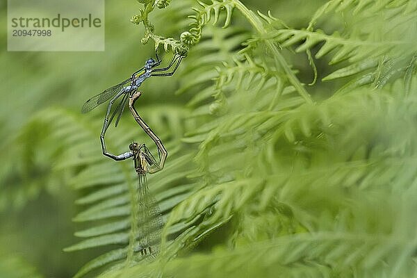 Gemeine Binsenjungfer (Lestes sponsa)  zwei erwachsene Insekten bei der Paarung auf einem Brackenblatt  Suffolk  England  Großbritannien  Europa