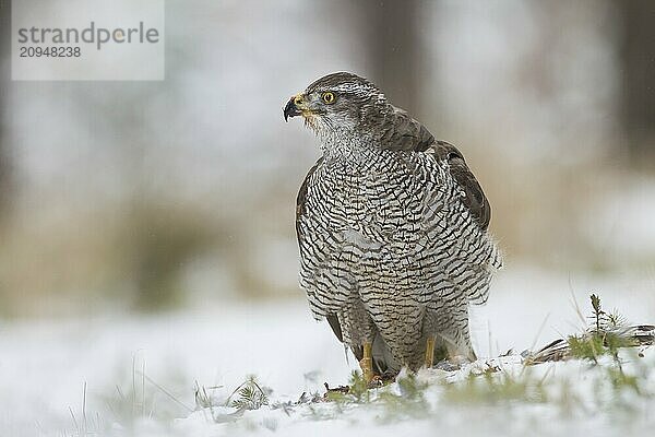 Habicht  Accipiter gentilis  Nördlicher Habicht