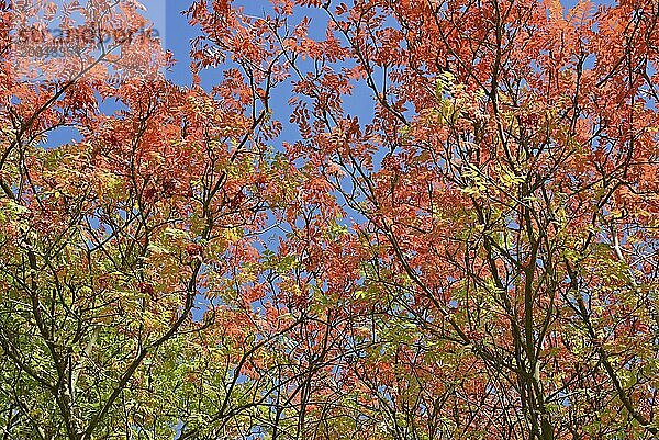 Vogelbeere (Sorbus aucuparia)  Blick in die Baumkronen mit Herbstlaub  blauer Himmel  Nordrhein-Westfalen  Deutschland  Europa