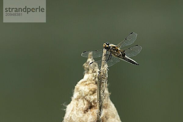 Vierfleckige Heidelibelle (Libellula quadrimaculata)  erwachsenes Insekt  ruhend auf einem Pflanzenstängel in einem Schilfgürtel  Suffolk  England  Großbritannien  Europa