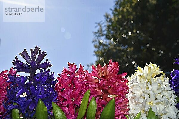 Lisse  Niederlande. April 2023. Bunte Hyazinthen mit Gegenlicht