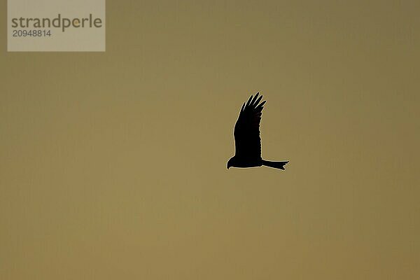 Rotmilan (Milvus milvus) Silhouette eines Altvogels im Flug bei Sonnenuntergang  Suffolk  England  Großbritannien  Europa