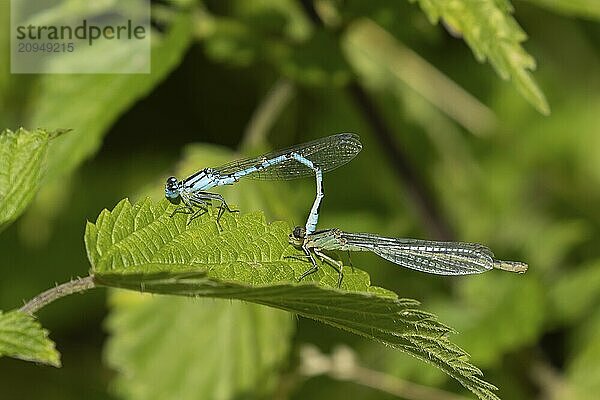 Gemeine Becherjungfer (Enallagma cyathigerum)  zwei erwachsene Insekten bei der Paarung auf einem Blatt  Suffolk  England  Großbritannien  Europa