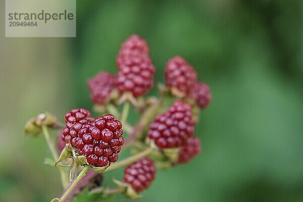 Reife Brombeeren an einem Zweig mit grünem Hintergrund  Borken  Nordrhein-Westfalen  DEutschland