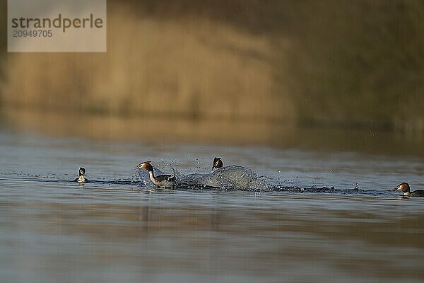 Haubentaucher (Podiceps cristatus)  zwei erwachsene männliche Vögel kämpfen auf einem See  während zwei weibliche Vögel zusehen  Norfolk  England  Großbritannien  Europa