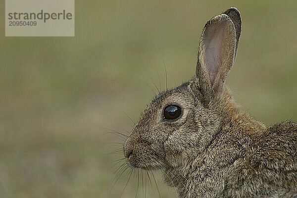 Kaninchen (Oryctolagus cuniculus) erwachsenes Tier Kopfporträt  Suffolk  England  Großbritannien  Europa