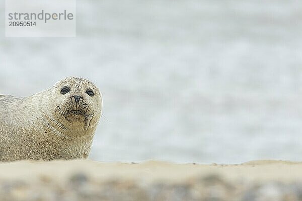 Kegelrobbe (Halichoerus grypus)  erwachsenes Tier  ruhend an einem Strand  Norfolk  England  Großbritannien  Europa