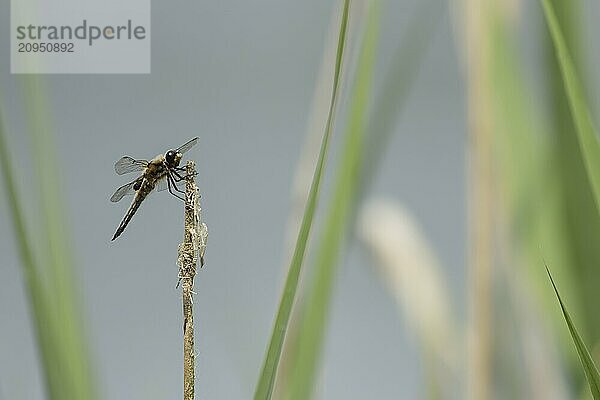 Vierfleckige Heidelibelle (Libellula quadrimaculata)  erwachsenes Insekt  ruhend auf einem Pflanzenstängel in einem Schilfgürtel  Suffolk  England  Großbritannien  Europa