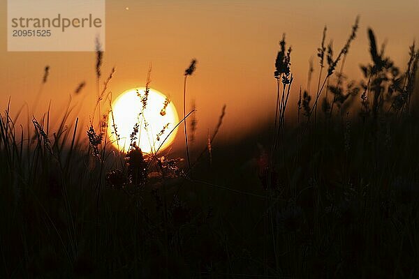 Silhouette von Gras vor einem herrlichen Sommer Sonnenuntergang