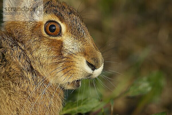 Feldhase (Lepus europaeus) erwachsenes Tier Kopf Portrait  Suffolk  England Vereinigtes Königreich