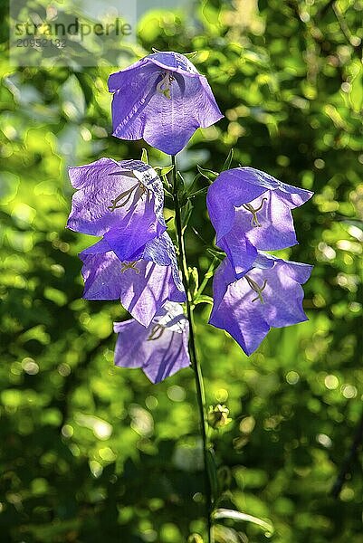 Karpatenglockenblumen (Campanula carpatica) im Gegenlicht  Bayern  Deutschland  Europa