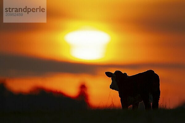 Domestiziertes Rind oder Kuh (Bos taurus) Silhouette eines erwachsenen Nutztieres auf einem Feld bei Sonnenuntergang  England  Großbritannien  Europa