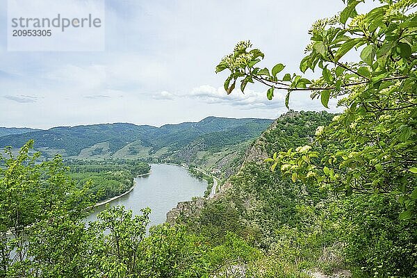 Blick von der Burg Dürnstein im Frühling  Dürnstein  Fluss Danubia  Wachau  Österreich  Europa