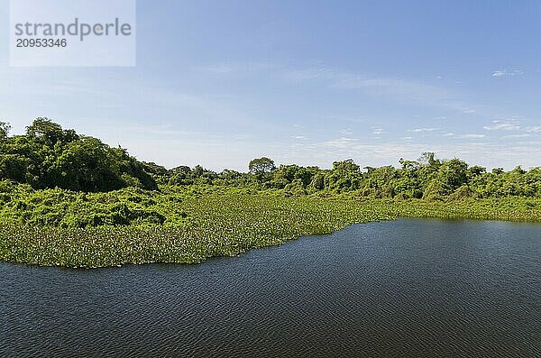 Schönes Bild des brasilianischen Feuchtgebiets  einer Region mit reicher Fauna und Flora