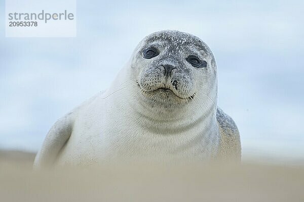 Seehund (Phoca vitulina)  erwachsenes Tier  ruhend am Strand  Norfolk  England  Großbritannien  Europa