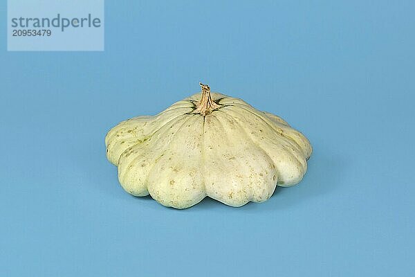 Hellgelber Pattypan Kürbis mit runder  flacher Form und gebördeltem Rand auf hellblauem Hintergrund