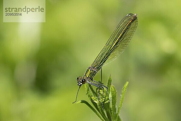 Gebänderte Prachtlibelle (Calopteryx splendens)  erwachsenes weibliches Insekt  ruhend auf einem Blatt im Sommer  Suffolk  England  Großbritannien  Europa