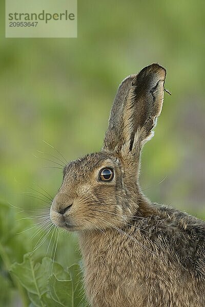 Feldhase (Lepus europaeus) erwachsenes Tier Kopf Portrait  Suffolk  England Vereinigtes Königreich