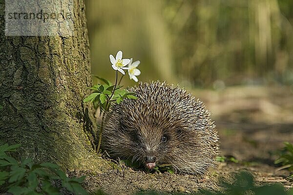 Braunbrustigel (Erinaceus europaeus)  erwachsenes Tier in einem Waldgebiet im Frühling  Suffolk  England  Großbritannien  Europa