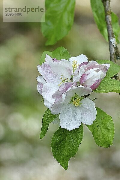 Apfelblüten (Malus)  weiße Blüten mit Bokeh im Hintergrund  Wilnsdorf  Nordrhein. Westfalen  Deutschland  Europa