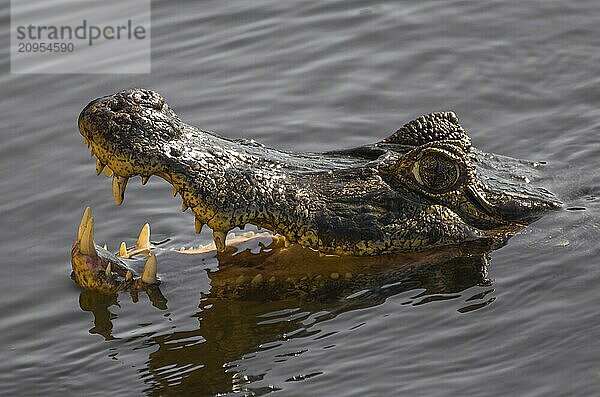 Schöner Jacare (Caiman yacare) im brasilianischen Feuchtgebiet