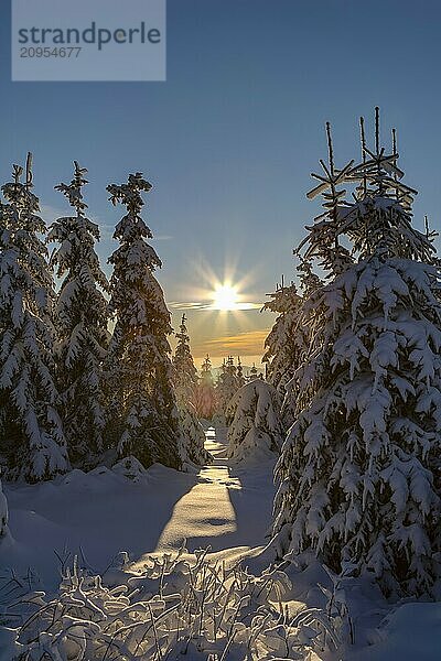 Winterwald im Gegenlicht  Winter forest in the back light