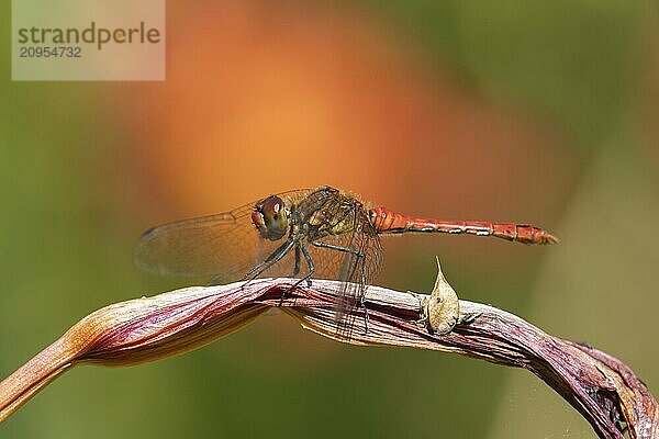 Große Heidelibelle (Sympetrum striolatum)  erwachsenes männliches Insekt  ruhend auf einer Gartenlilienblüte  Suffolk  England  Großbritannien  Europa