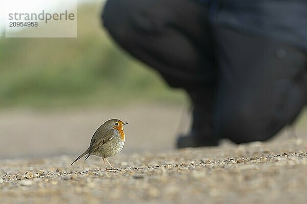 Rotkehlchen (Erithacus rubecula)  Altvogel auf einer Fußwanne in der Nähe eines Menschen  Norfolk  England  Großbritannien  Europa