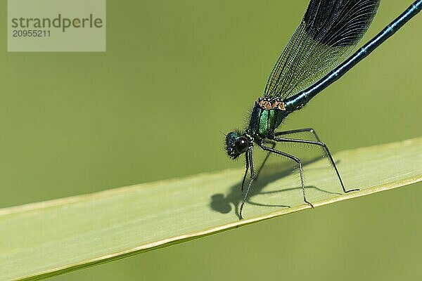 Gebänderte Prachtlibelle (Calopteryx splendens)  erwachsenes männliches Insekt  ruhend auf einem Schilfblatt im Sommer  Suffolk  England  Großbritannien  Europa