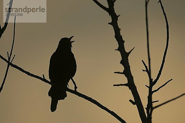 Amsel (Turdus merula)  Silhouette eines erwachsenen männlichen Vogels  der bei Sonnenuntergang von einem Baum aus singt  Suffolk  England  Großbritannien  Europa