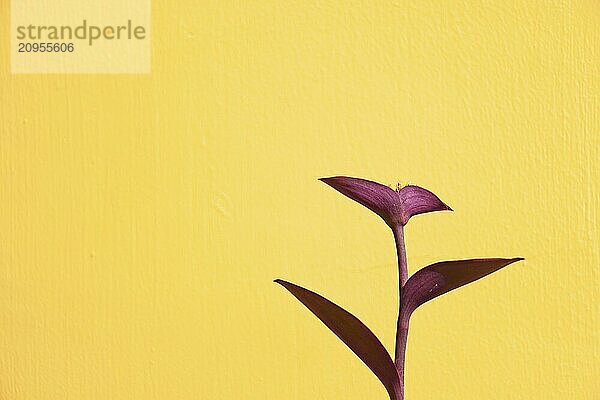 Ein minimalistisches Bild mit einer Tradescantia lila Herz  auch bekannt als Purple Queen Pflanze vor einem gelben Hintergrund  zeigt einen lebendigen Sommer Farbkontrast