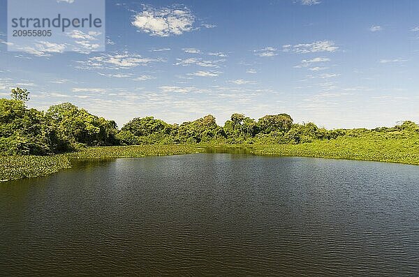 Schönes Bild des brasilianischen Feuchtgebiets  einer Region mit reicher Fauna und Flora