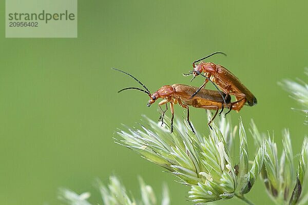 Roter Weichkäfer (Rhagonycha fulva)  zwei erwachsene Insekten bei der Paarung auf einem Grasblütenkopf  Suffolk  England  Großbritannien  Europa