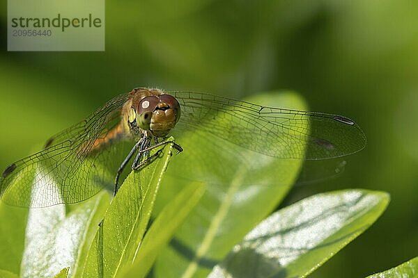 Große Heidelibelle (Sympetrum striolatum)  erwachsenes weibliches Insekt  ruhend auf einem Blatt einer Gartenpflanze  Suffolk  England  Großbritannien  Europa