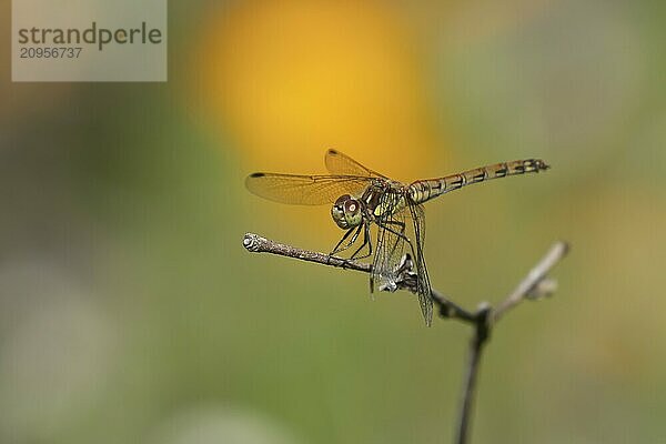 Große Heidelibelle (Sympetrum striolatum)  erwachsenes weibliches Insekt  ruhend auf einem Gartenpflanzenstamm  Suffolk  England  Großbritannien  Europa