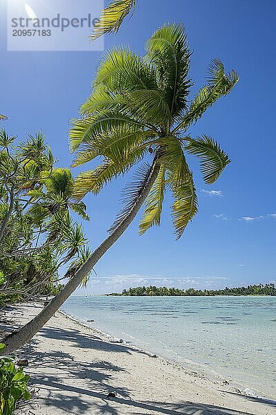 Kokospalme (Cocos nucifera) im Gegenlicht  dahinter ein Motu  Tetiaroa  Atoll  Marlon Brando Insel  Französisch-Polynesien  Gesellschaftsinseln  Inseln über dem Winde  Ozeanien