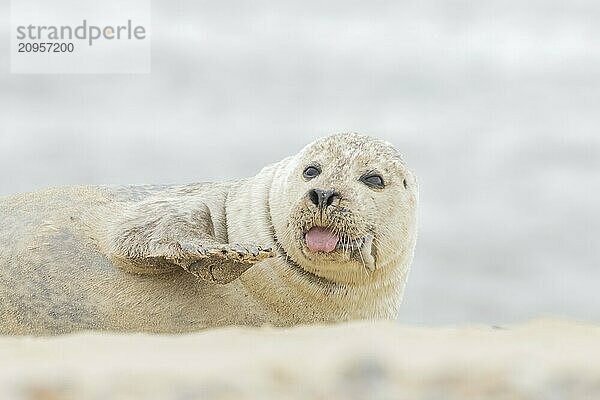 Kegelrobbe (Halichoerus grypus)  erwachsenes Tier  das mit herausgestreckter Zunge am Strand ruht  Norfolk  England  Großbritannien  Europa