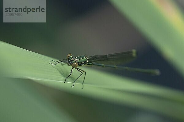 Gemeine Binsenjungfer (Lestes sponsa)  erwachsenes weibliches Insekt  ruhend auf einem Schilfblatt  Suffolk  England  Großbritannien  Europa