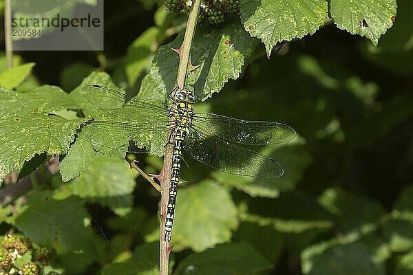 Blaugrüne Mosaikjungfer (Aeshna cyanea)  erwachsenes weibliches Insekt  ruhend auf einem Brombeerstamm  Suffolk  England  Großbritannien  Europa