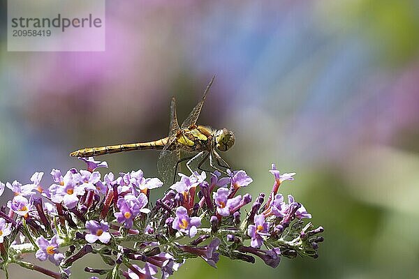 Große Heidelibelle (Sympetrum striolatum)  erwachsenes Insekt  ruhend auf violetten Buddleja Blüten in einem Garten  Suffolk  England  Großbritannien  Europa