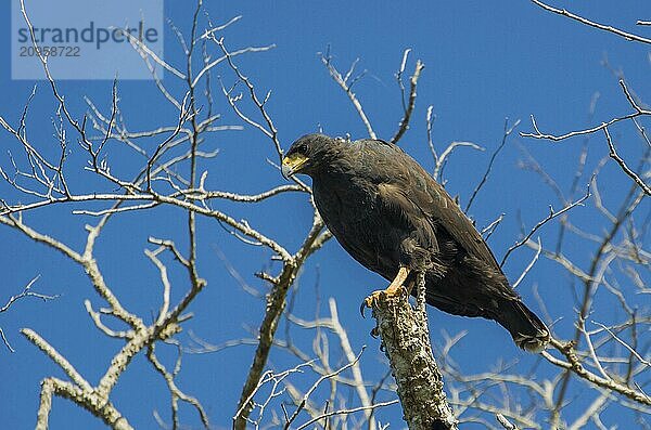 Schöner Gaviao Preto oder Großer Schwarzer Habicht (Urubitinga urubitinga) im brasilianischen Feuchtgebiet