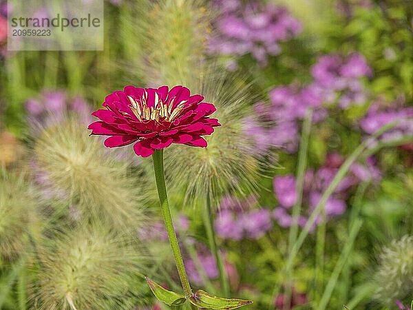 Rote Blume im Fokus  umgeben von wildem Gras und unscharfem Hintergrund  Bad Lippspringe  Deutschland  Europa