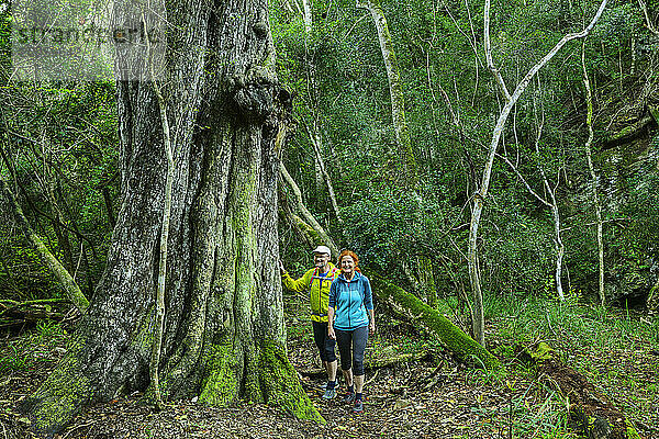 Mature hikers standing near tree trunk in forest of Tsitsikamma Section  Garden Route National Park  Western Cape  South Africa