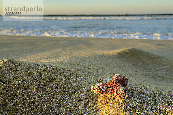 Oceanapia ramsayi on sand at beach in Eastern Cape  South Africa