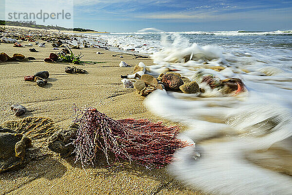 Sea sponges and shells near shore at beach in Eastern Cape  South Africa